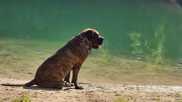 Consejos de Cuidado para Perros: Guía Completa