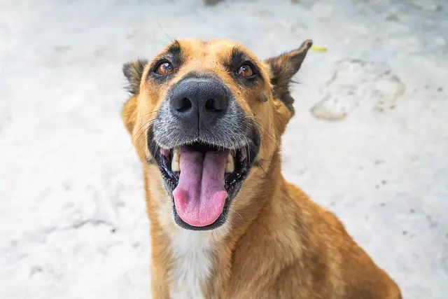 Alimentos saludables para mascotas - Guía de compra